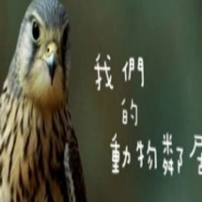 我们的动物邻居粤语
